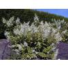 Hortensia  panicules 'Kyushu'