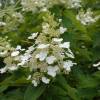 Hortensia  panicules 'Kyushu'