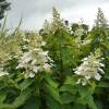 Hortensia  panicules 'Kyushu'