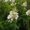 Hortensia  panicules 'Kyushu'