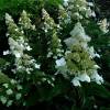 Hortensia  panicules 'Kyushu'