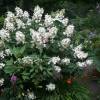 Hortensia  panicules 'Kyushu'