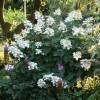 Hortensia  panicules 'Kyushu'