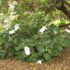 Hortensia  feuilles de chne