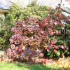 Hortensia  feuilles de chne