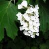 Hortensia  feuilles de chne