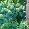 Hortensia  feuilles de chne