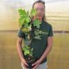 Hortensia  feuilles de chne