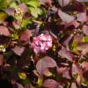 Hortensia serrata 'Preziosa'