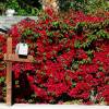 Bougainvillier rouge