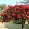 Bougainvillier rouge