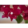 Bougainvillier rouge