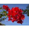 Bougainvillier rouge