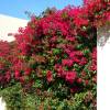 Bougainvillier rouge