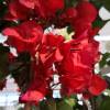 Bougainvillier rouge