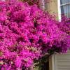 Bougainvillier rose