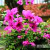 Bougainvillier rose