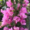 Bougainvillier rose