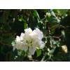 Bougainvillier blanc