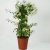Bougainvillier blanc
