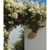 Bougainvillier blanc