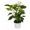 Anthurium  fleurs blanches