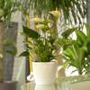 Anthurium  fleurs blanches