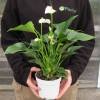 Anthurium à fleurs blanches