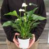 Anthurium  fleurs blanches