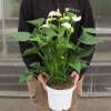 Anthurium  fleurs blanches