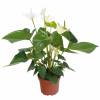 Anthurium  fleurs blanches