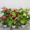 Anthurium  fleurs blanches