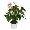 Anthurium  fleurs roses