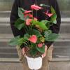 Anthurium à fleurs roses