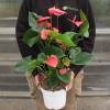 Anthurium  fleurs roses