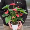 Anthurium  fleurs roses