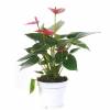 Anthurium  fleurs roses