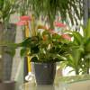 Anthurium  fleurs roses