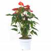 Anthurium  fleurs rouges