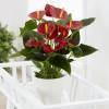 Anthurium  fleurs rouges