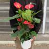 Anthurium à fleurs rouges