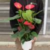 Anthurium  fleurs rouges