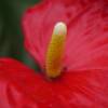 Anthurium  fleurs rouges