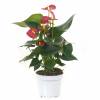 Anthurium  fleurs rouges