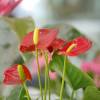 Anthurium  fleurs rouges