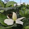 Gardenia jasminoides, Jasmin du Cap