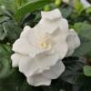 Gardenia jasminoides, Jasmin du Cap