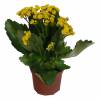 Kalanchoe  fleurs jaunes