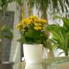 Kalanchoe  fleurs jaunes