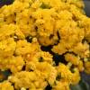 Kalanchoe  fleurs jaunes